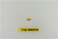 藏品(拉氏清溪蟹)的圖片